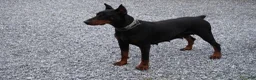 Doberman Pinscher dogs for sale: Macho - Ad 5