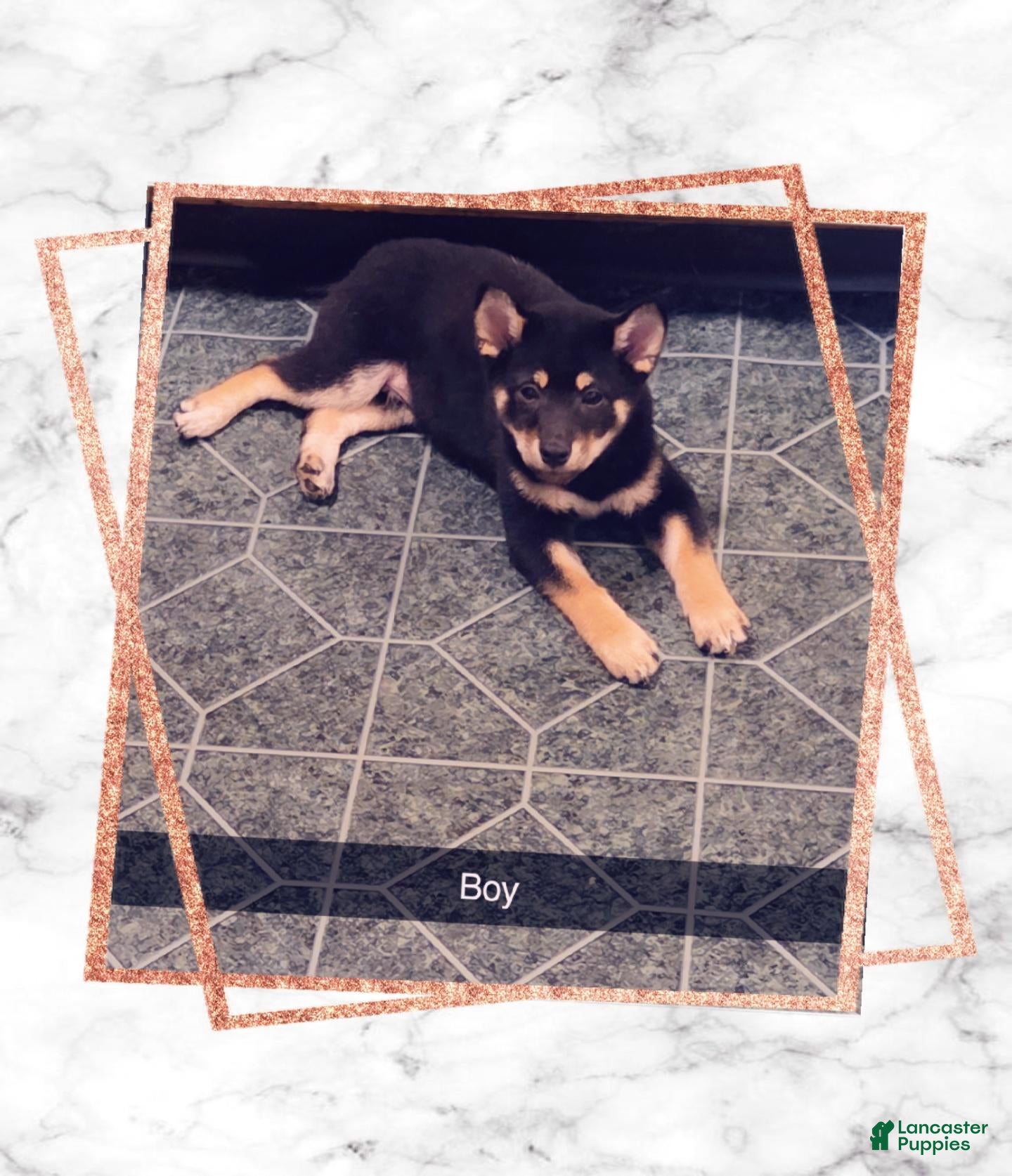 Shiba Inu dogs Shiba Inu 1 - Ad 34