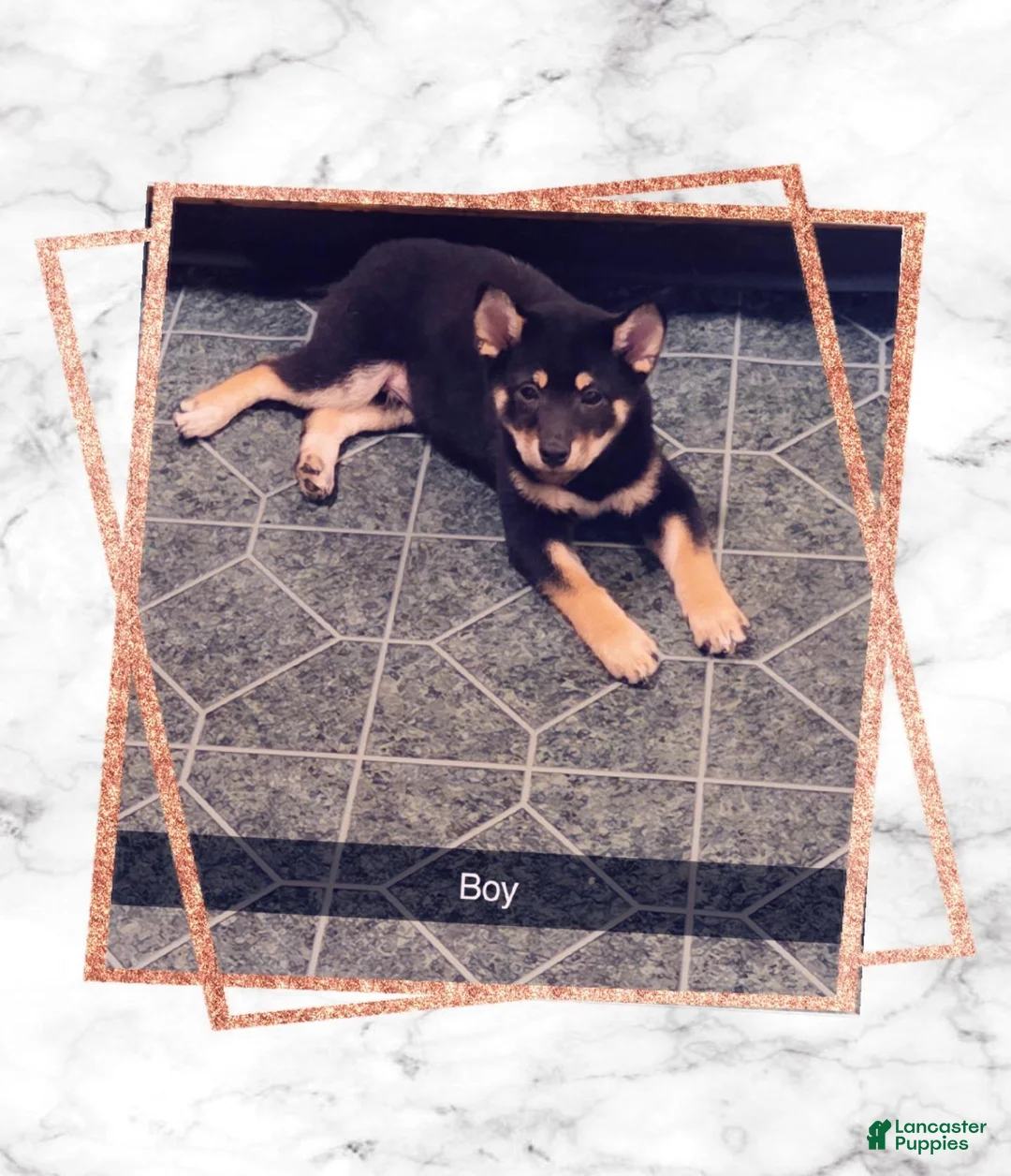 Shiba Inu dogs for sale: Shiba Inu 1 - Ad 1