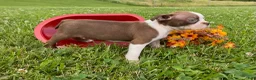 Boston Terrier dogs for sale: Cindy - Ad 2