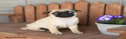 Pug dogs for sale: Ace - Ad 1