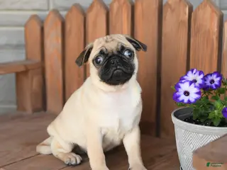 Pug dogs for sale: Ace - Ad 2