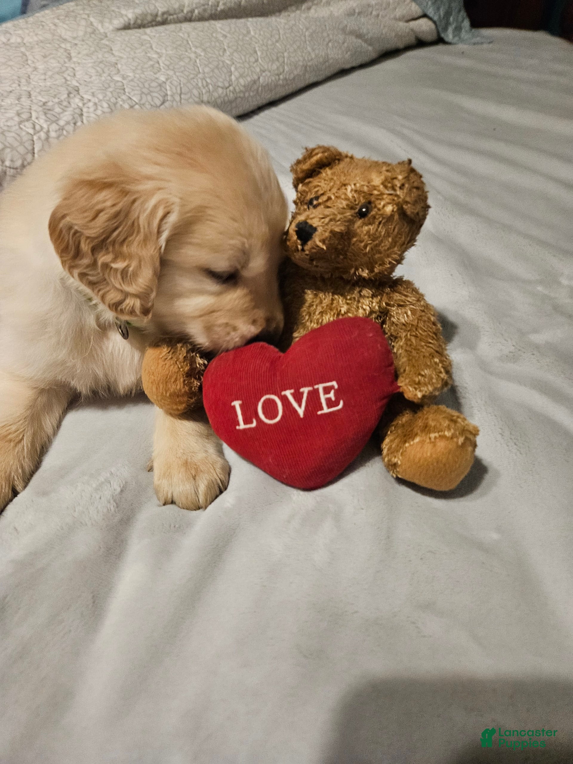 Golden Retriever dogs Peaches - Ad 9