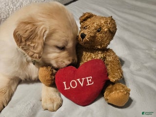 Golden Retriever dogs Peaches - Ad 1