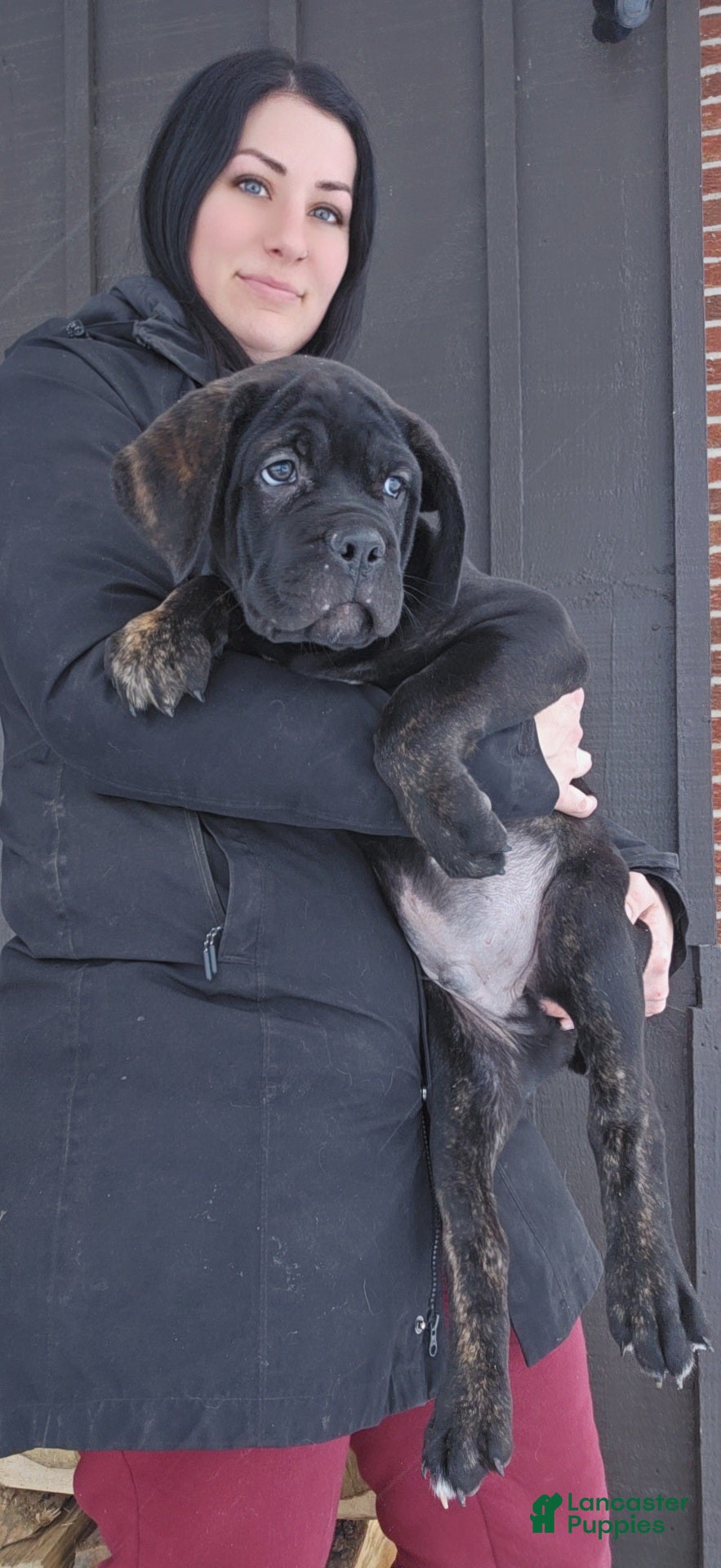 Cane Corso dogs Luigi  - Ad 33