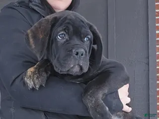 Cane Corso dogs Luigi - Ad 33