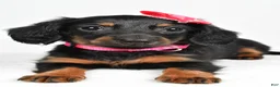 Miniature Dachshund dogs for sale: Maddie - Ad 6