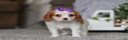 Cavalier King Charles Spaniel dogs for sale: Maggie - Ad 4