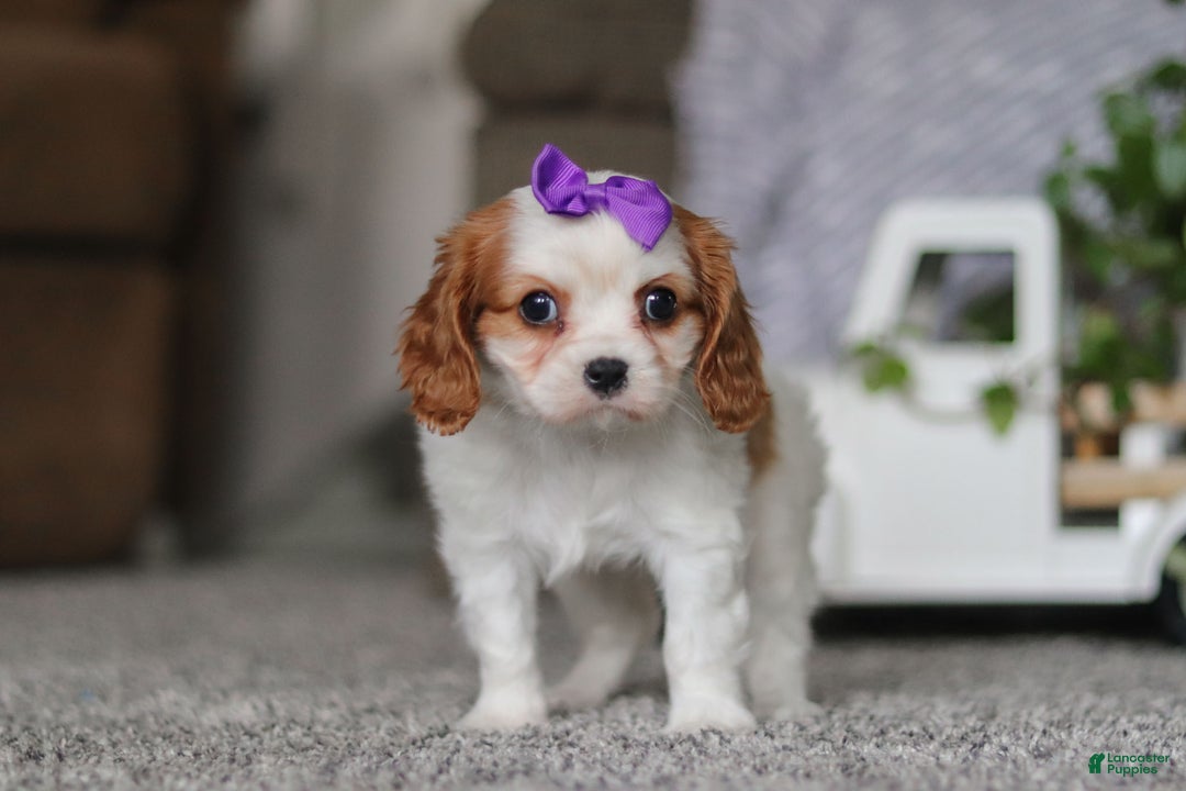 Cavalier King Charles Spaniel dogs for sale: Maggie - Ad 4