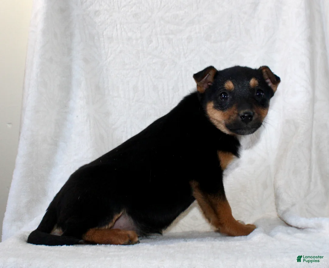 Mixed Breed dogs for sale: Sally - Ad 5