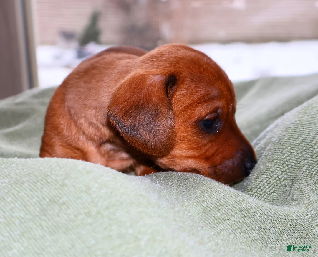 Miniature Dachshund dogs for sale: Copper - Ad 5