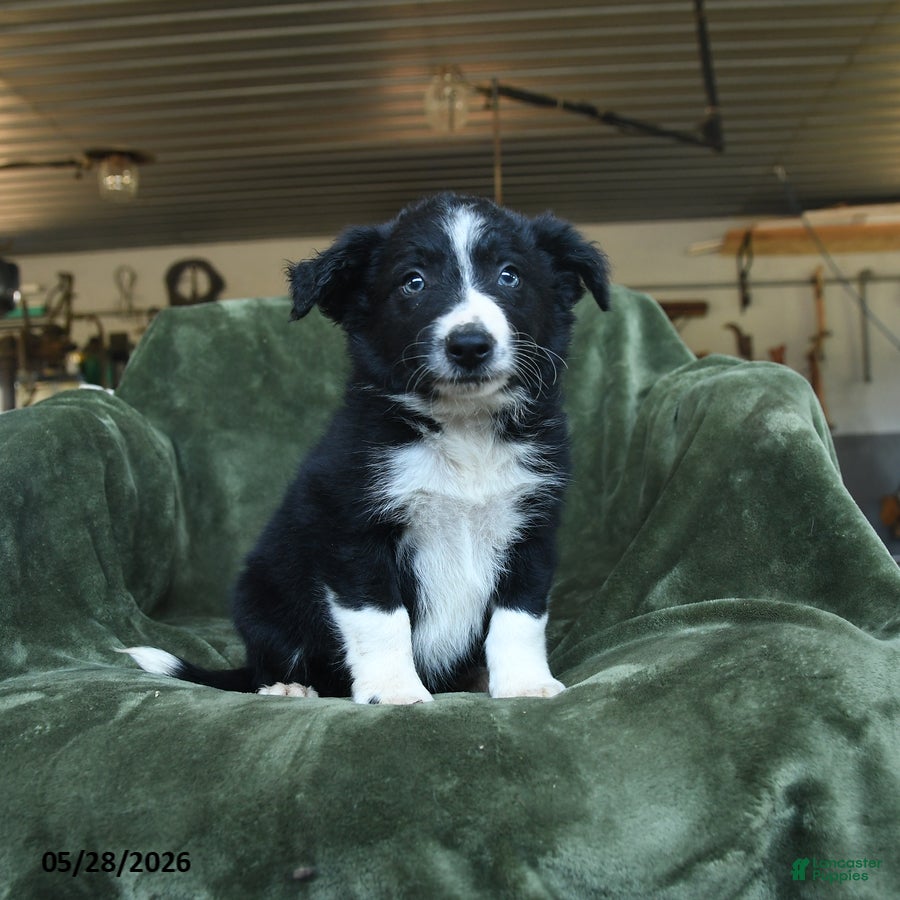 Border Collie dogs Aisling - Ad 1