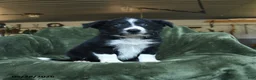 Border Collie dogs for sale: Aisling - Ad 1