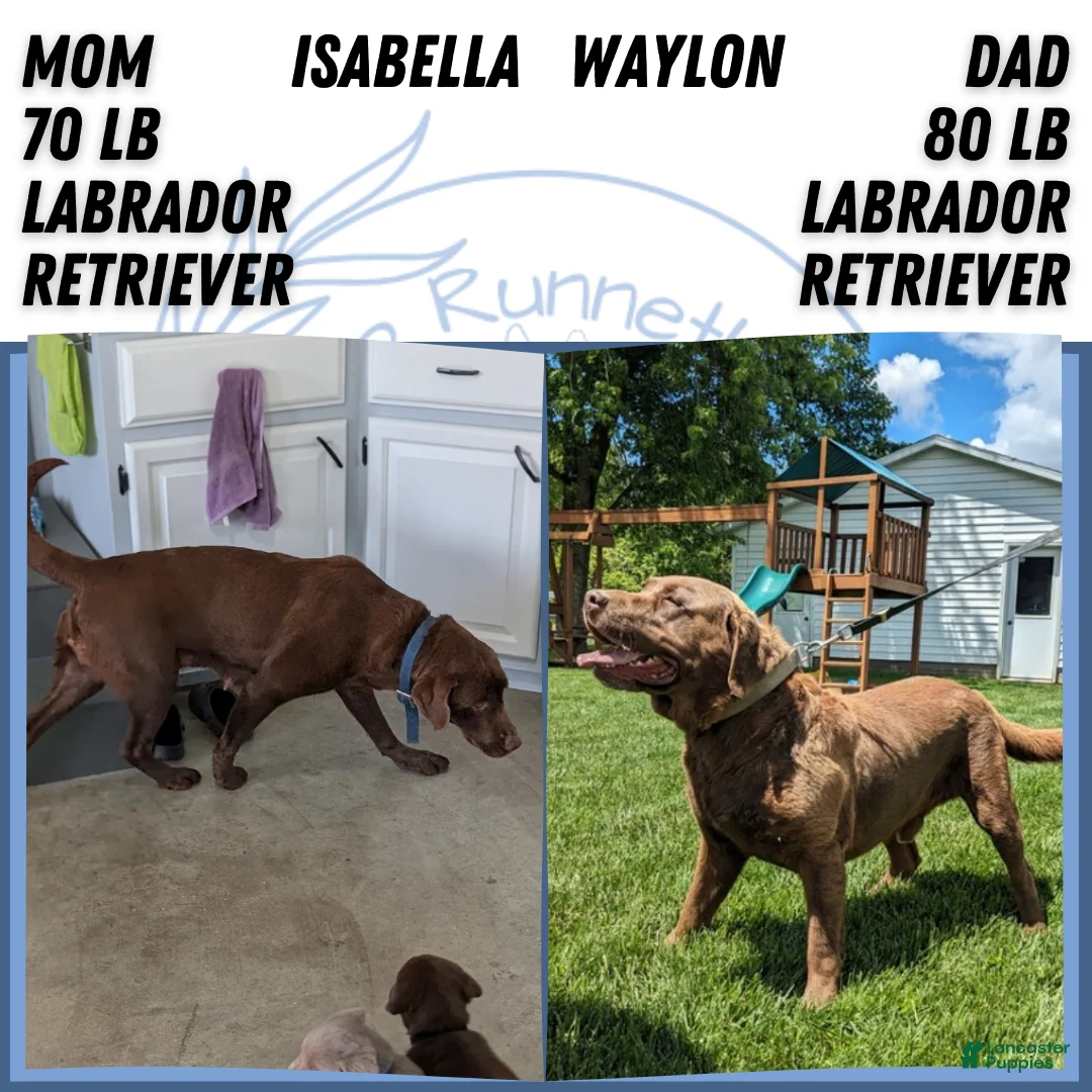 Labrador Retriever dogs for sale: Bentley  - Ad 9