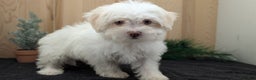 Havanese dogs for sale: Mya - Ad 5
