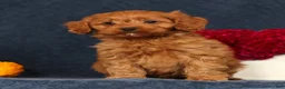 Cavapoo dogs for sale: Pluto - Ad 7