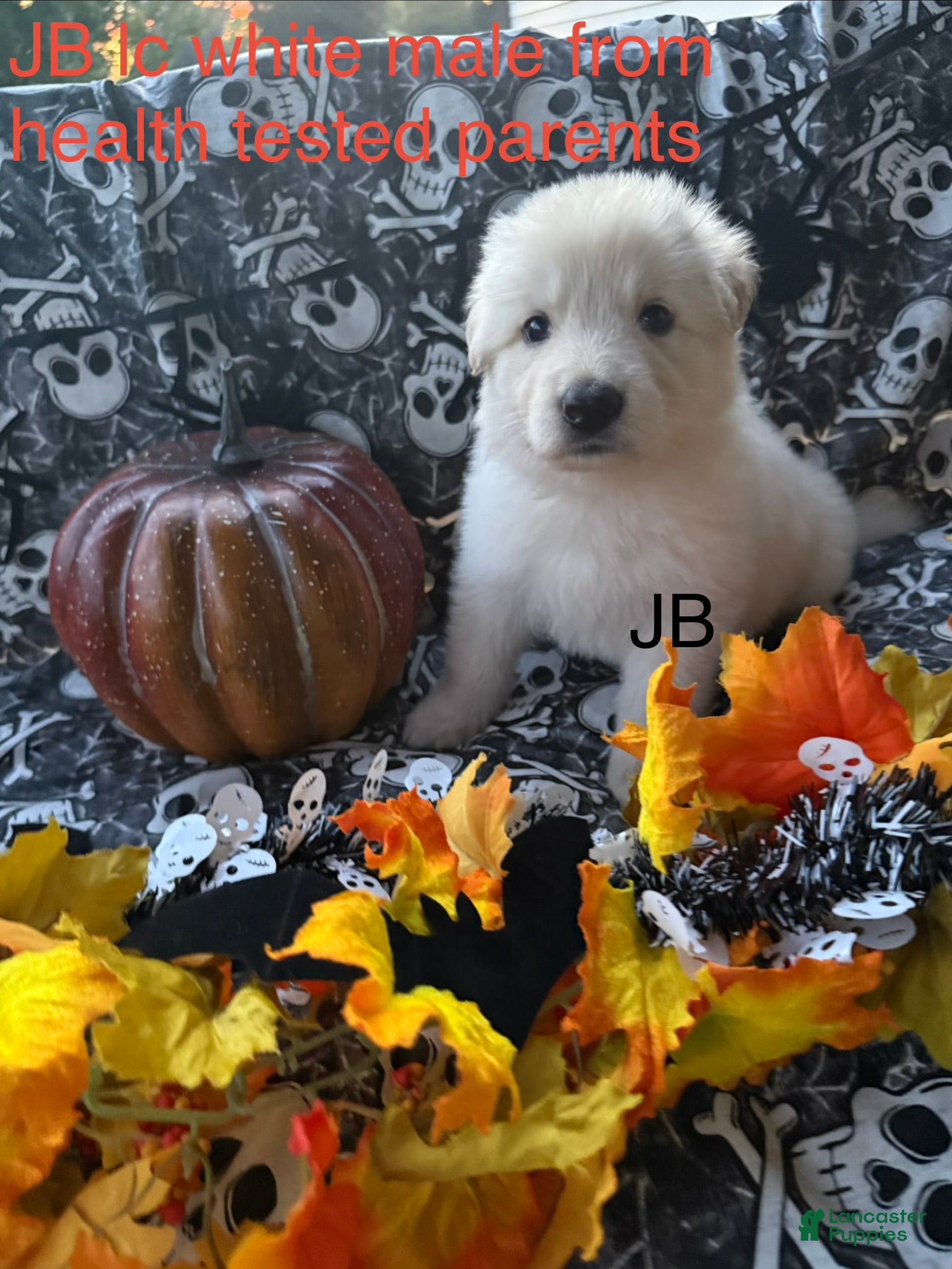 German Shepherd dogs JB long coat white male  - Ad 26