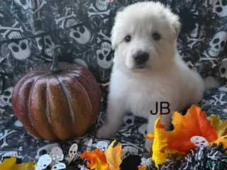 German Shepherd dogs JB long coat white male - Ad 26