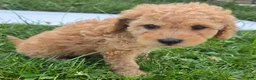 Cavapoo dogs for sale: Pearl - Ad 4