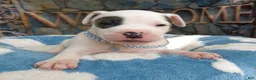 American Bully dogs for sale: "THA ROCK" WHITE WITH MERLE PATCHES - Ad 7