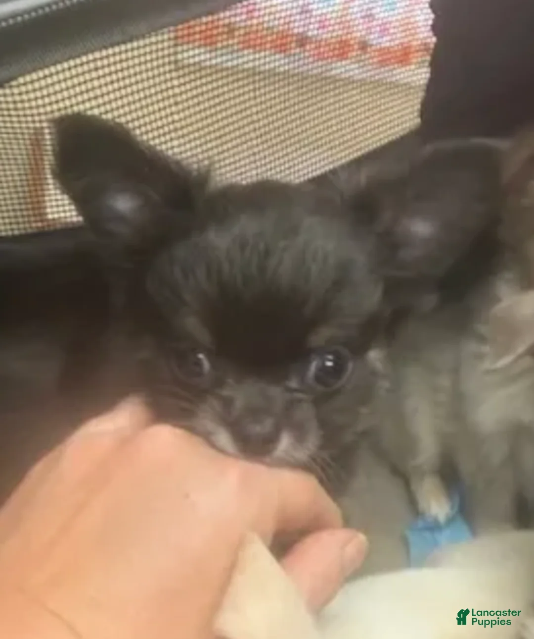 Chihuahua dogs for sale: Buddy (Male) - Ad 2