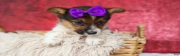 Welsh Corgi Pembroke dogs for sale: Abby🩷  - Ad 9