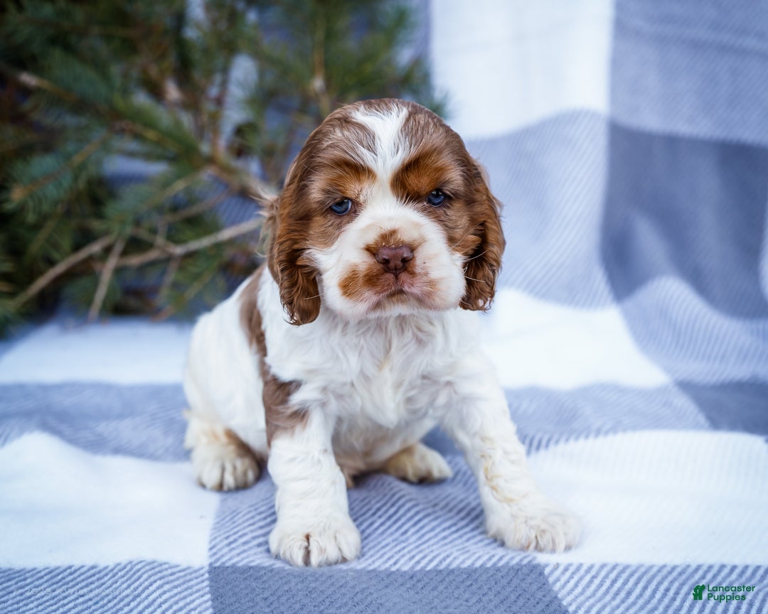 Cocker Spaniel dogs for sale: Cooper - Ad 6