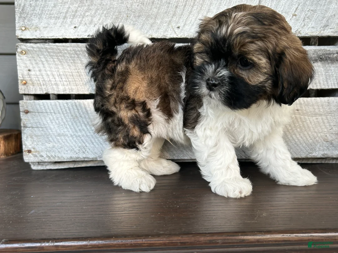 Shihpoo dogs for sale: Snickers - Ad 2