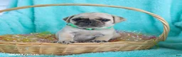 Pug dogs for sale: Button - Ad 3