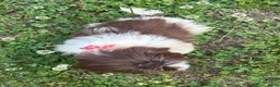 Shih Tzu dogs for sale: Willie - Ad 4