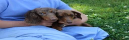 Miniature Dachshund dogs for sale: Olivia - Ad 15