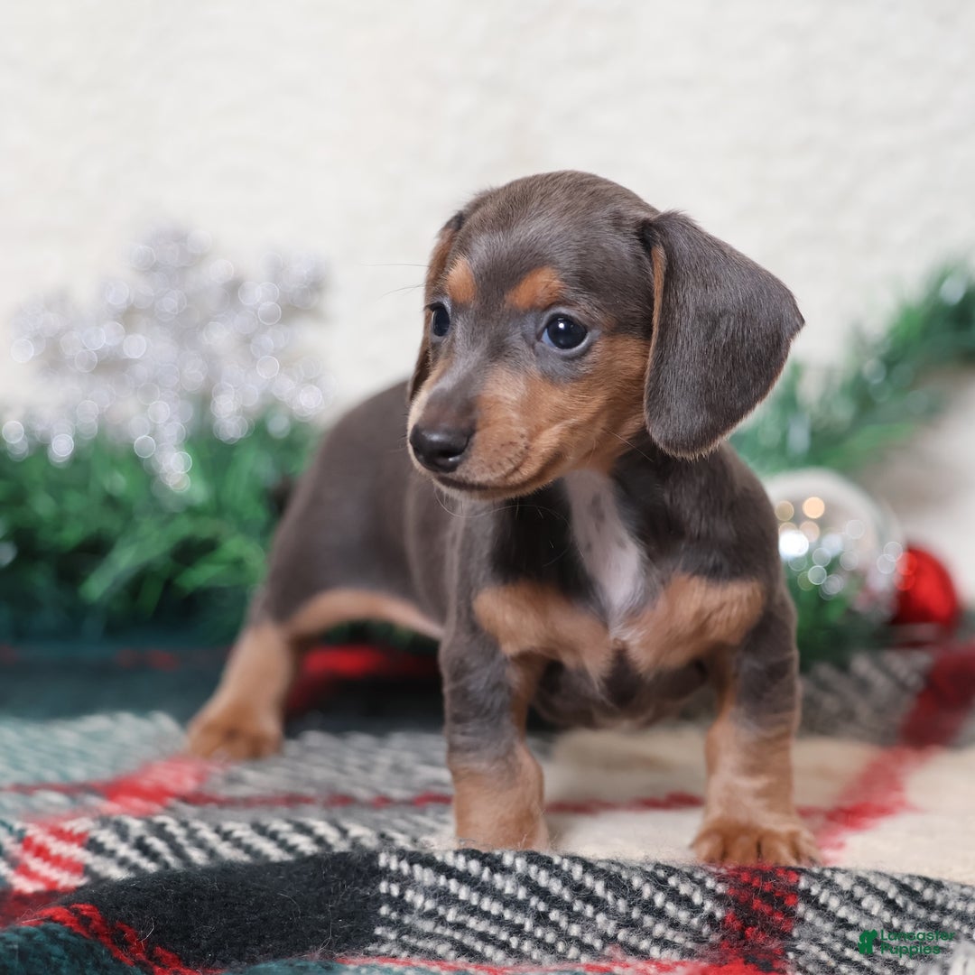 Dachshund dogs for sale: Lucy  - Ad 8