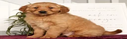 Golden Retriever dogs for sale: Randy - Ad 5