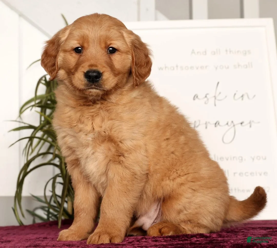 Golden Retriever dogs for sale: Randy - Ad 5