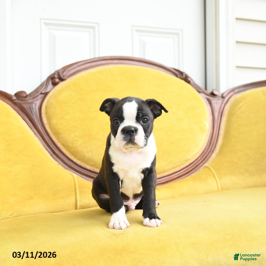 Boston Terrier dogs Skippy - Ad 1