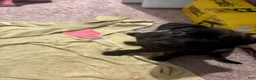 American Pit Bull Terrier dogs for sale: Sassy - Ad 3