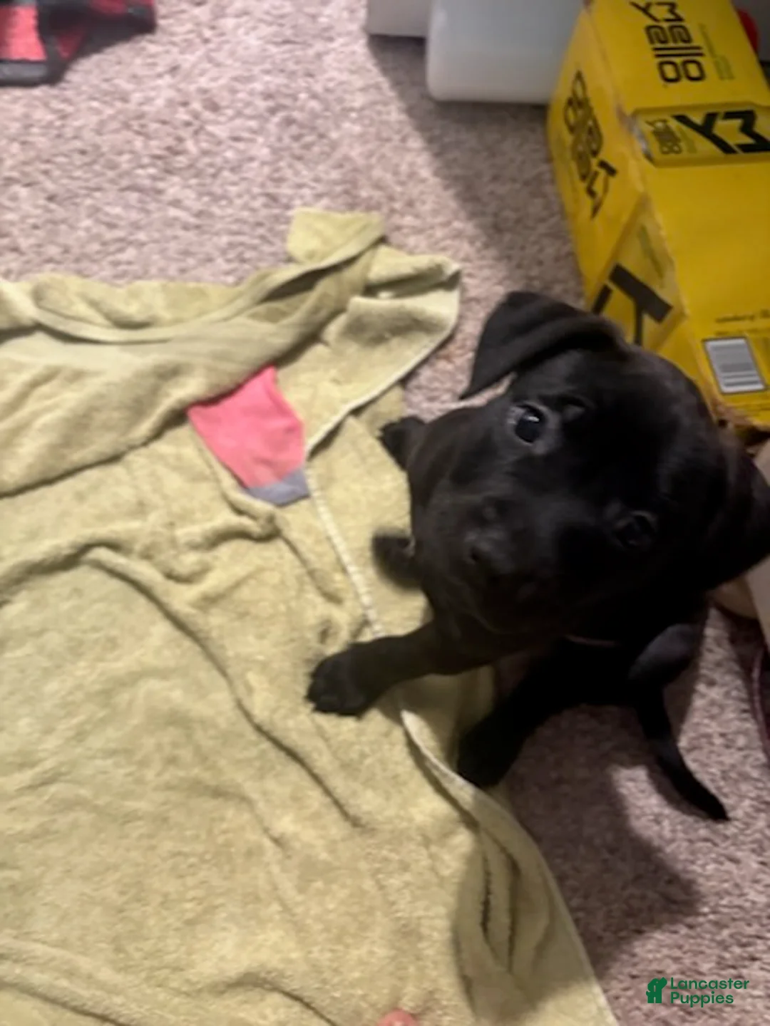 American Pit Bull Terrier dogs for sale: Sassy - Ad 3