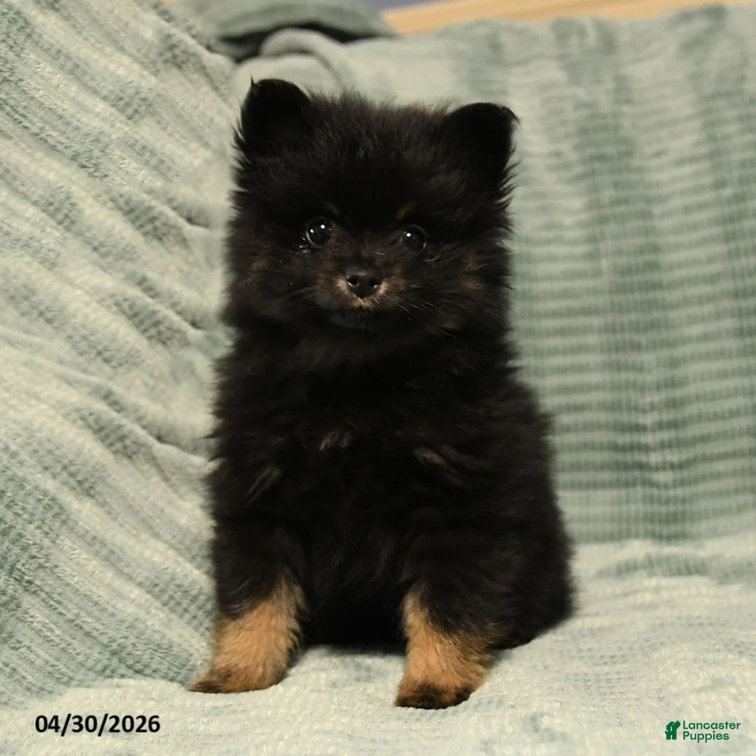 Mixed Breed dogs for sale: Cooper - Ad 3