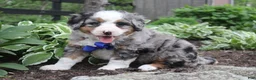 Bernedoodle dogs for sale: Patrick - Ad 2