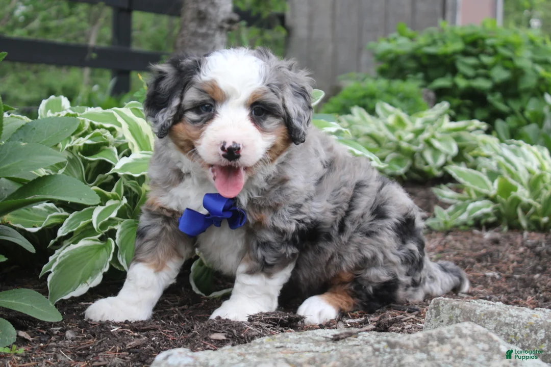 Bernedoodle dogs for sale: Patrick - Ad 2