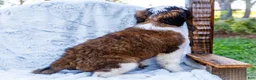 Saint Bernard dogs for sale: Sweetheart - Ad 4