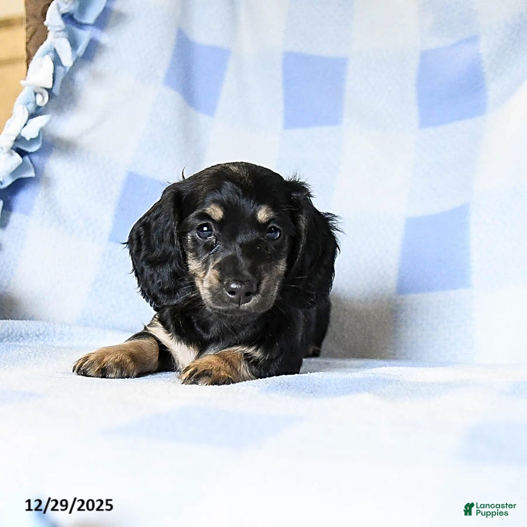 Miniature Dachshund dogs for sale: Amber - Ad 3