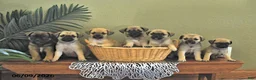 Mixed Breed dogs for sale: Copper - Ad 5