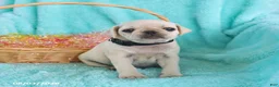 Pug dogs for sale: Biscuit - Ad 4