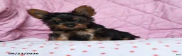 Yorkshire Terrier dogs for sale: Spice - Ad 4