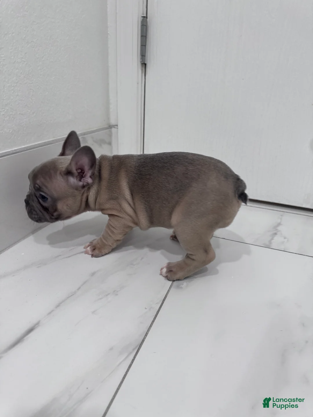 French Bulldog dogs for sale: French Bulldog Puppy 2 - Ad 8