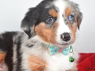 Miniature Australian Shepherd dogs Otto - Ad 24