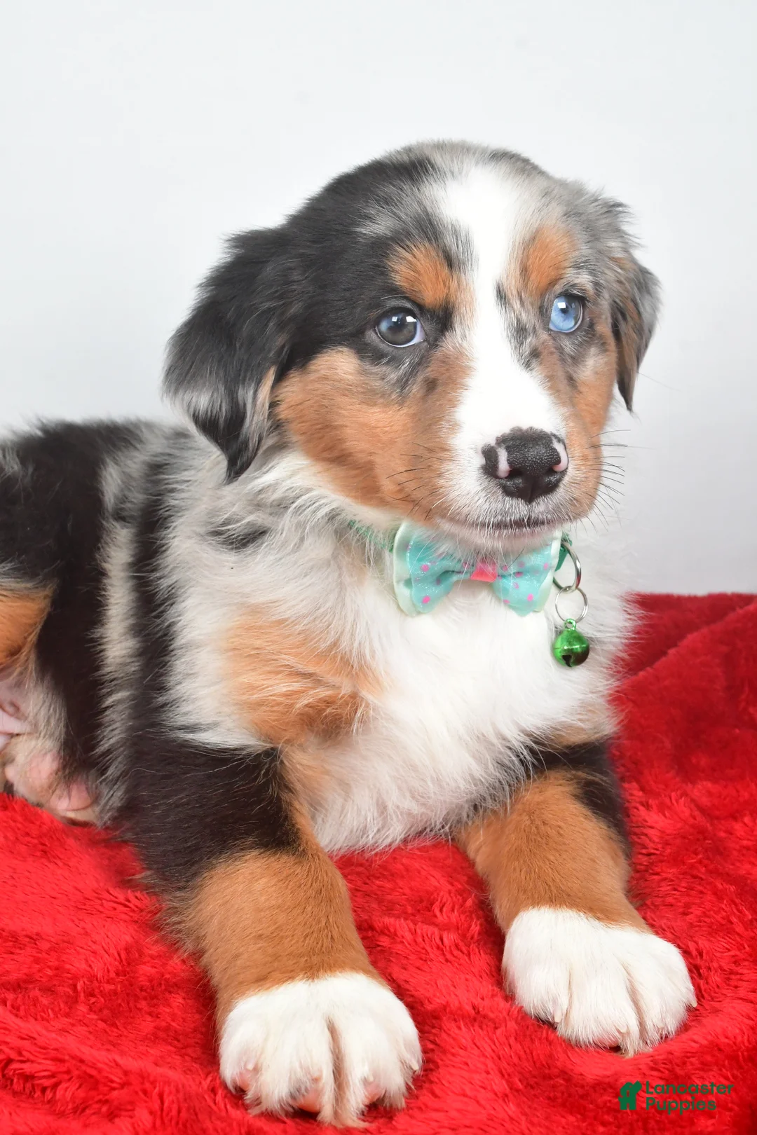 Miniature Australian Shepherd dogs for sale: Otto - Ad 1