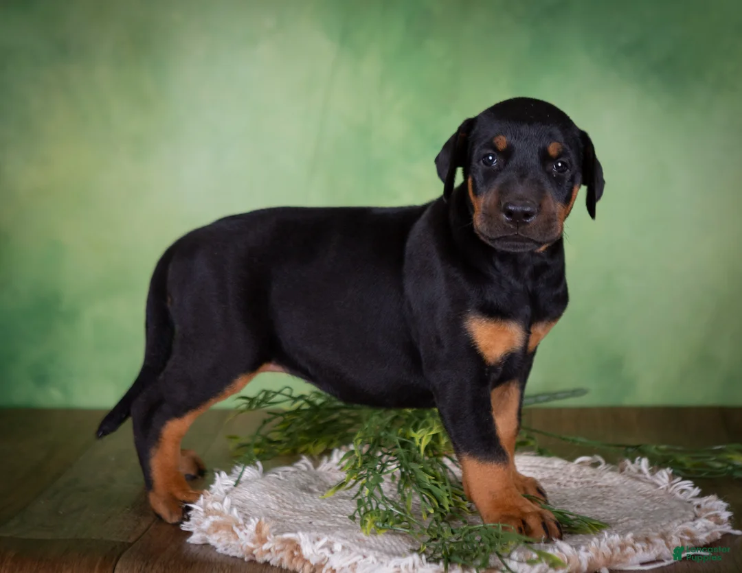 Mixed Breed dogs for sale: Molly - Ad 1