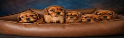 Cavalier King Charles Spaniel dogs for sale: Blaze - Ad 4
